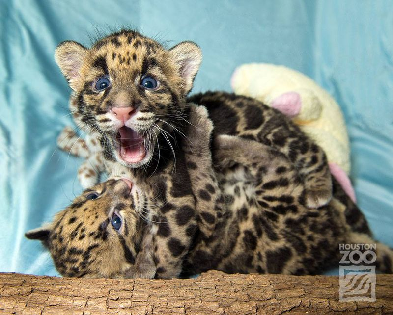 Illustration for article titled Clouded Leopard Cubs First For Houston Zoo, Are Adorable